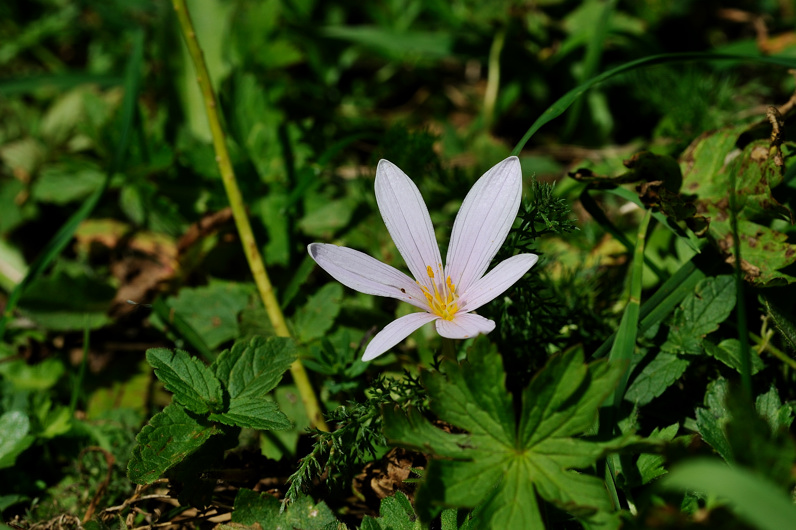 Colchicum sp.